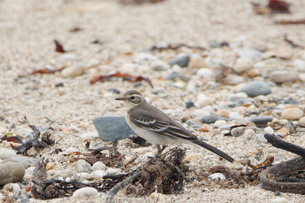 Thumbnail of Citrine Wagtail